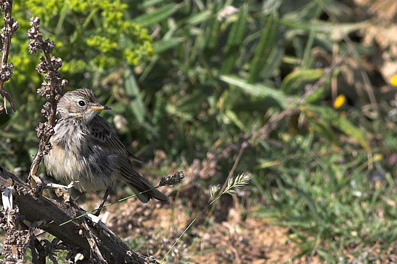 Water Pipit