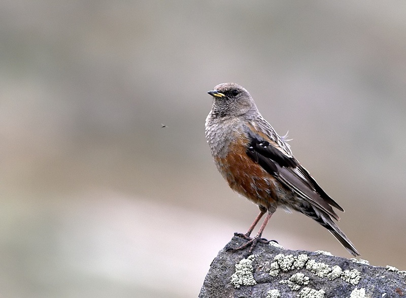 Alpine Accentor