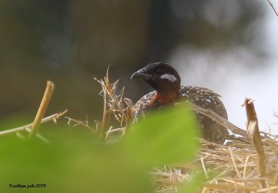Black Francolin