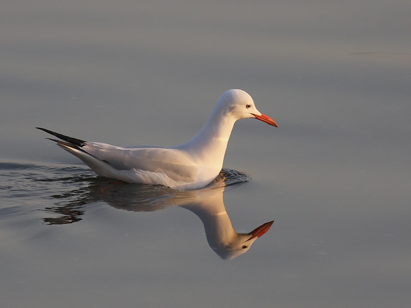 Slender-billed Gull
