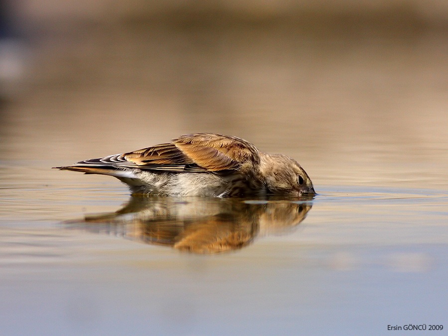 Common Linnet