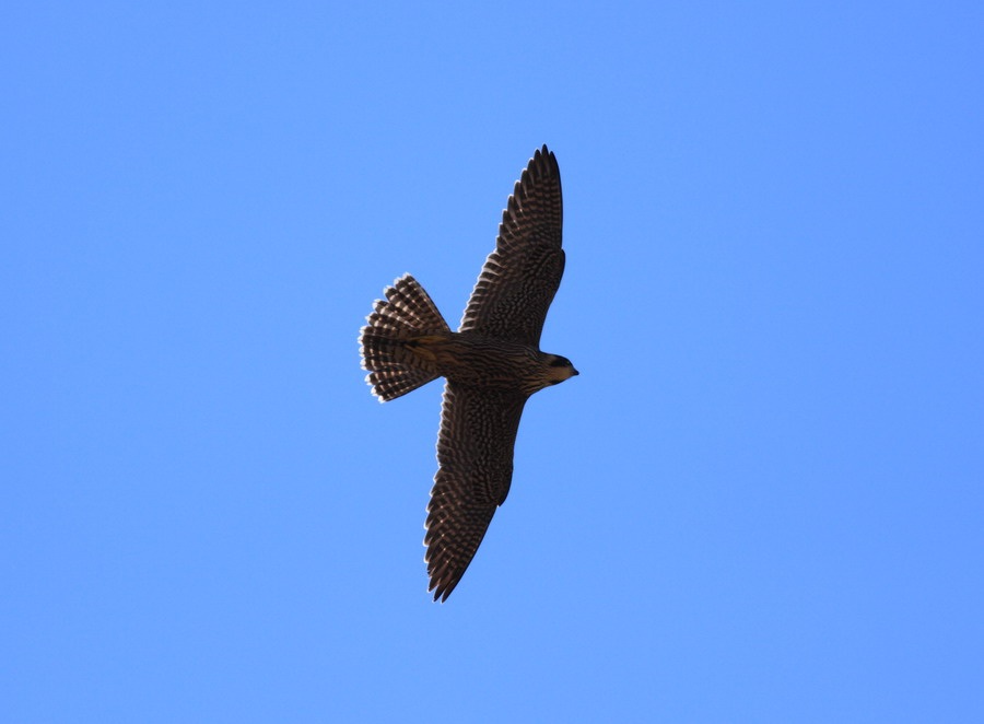 Peregrine Falcon