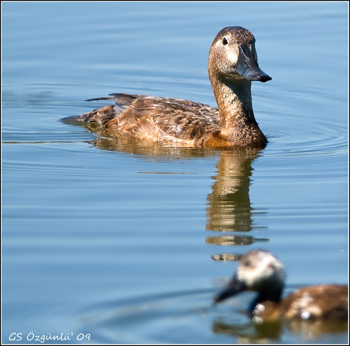 Common Pochard