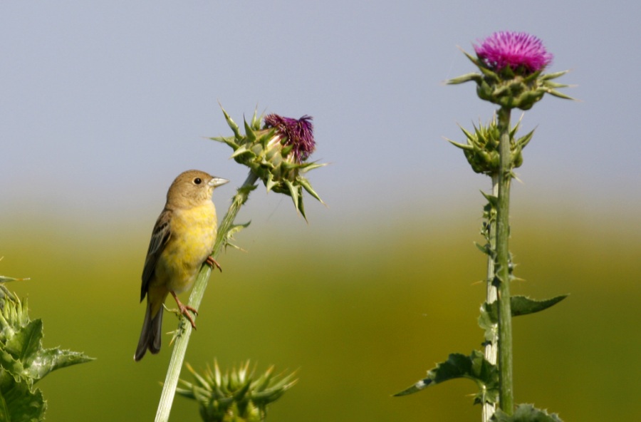 Black-headed Bunting