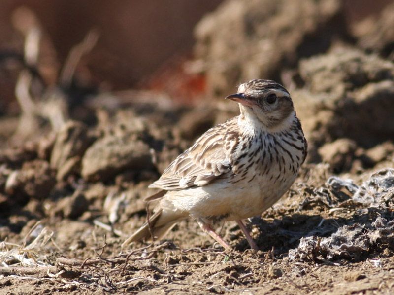 Woodlark