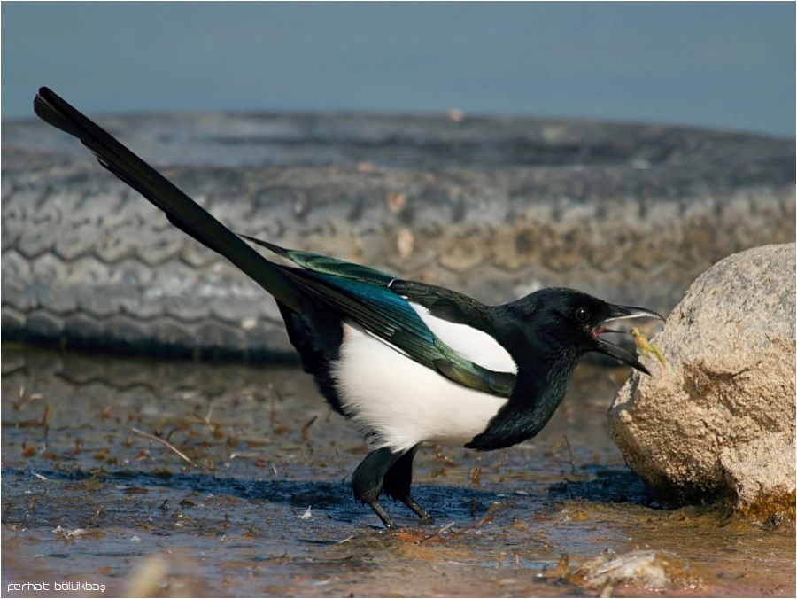 Eurasian Magpie