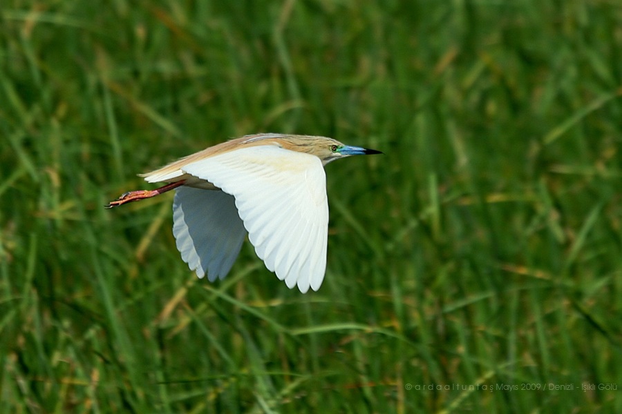 Squacco Heron
