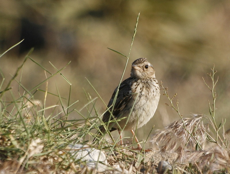 Woodlark