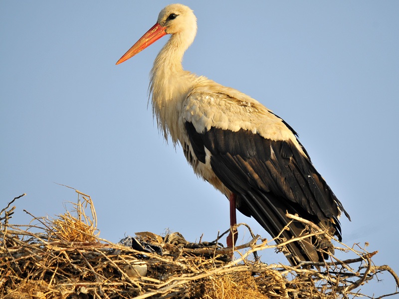 White Stork