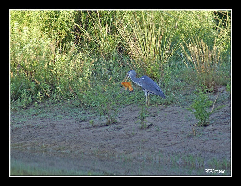 Grey Heron