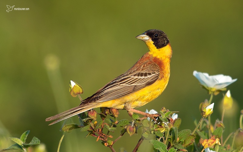 Black-headed Bunting