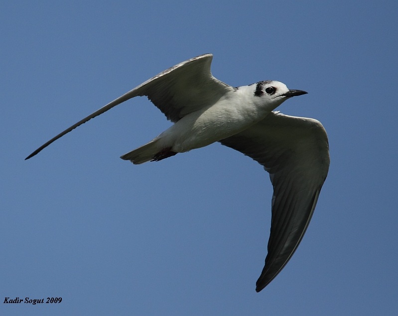 White-winged Tern