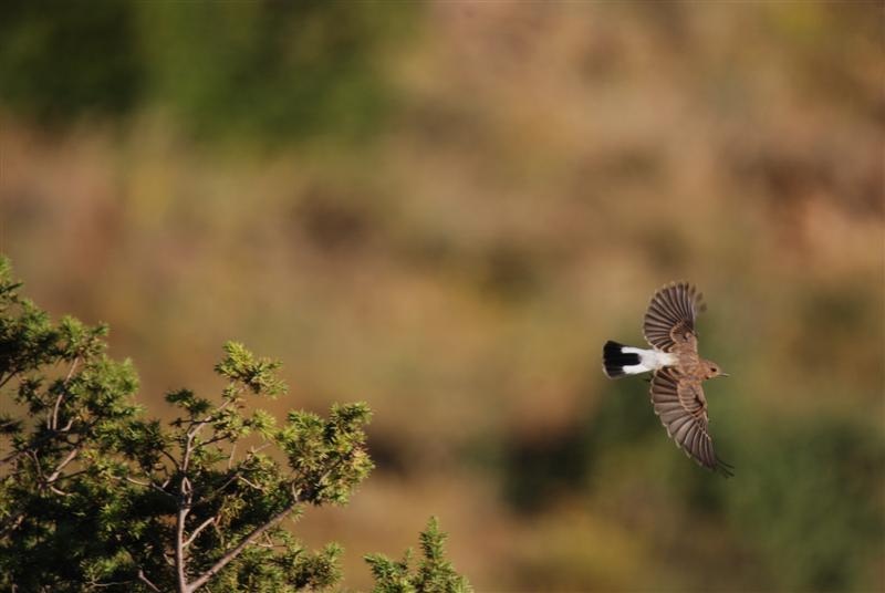 Isabelline Wheatear