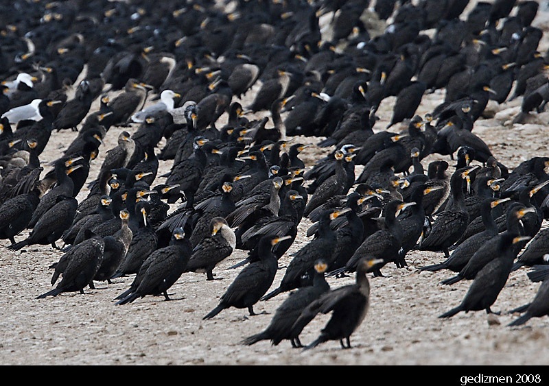 Great Cormorant