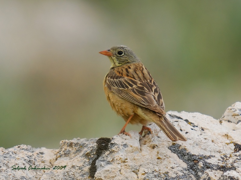Ortolan Bunting