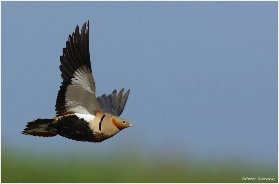 Black-bellied Sandgrouse