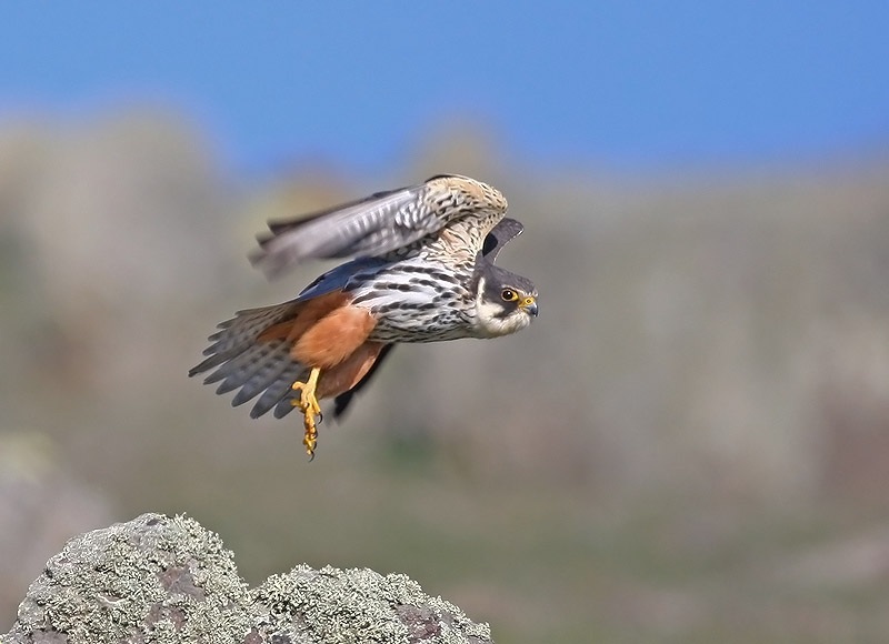 Eurasian Hobby