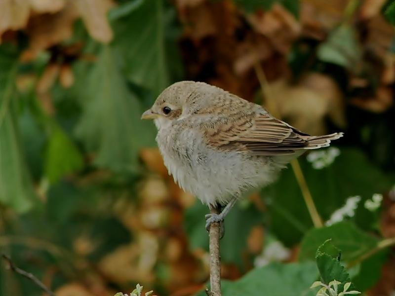 Red-backed Shrike
