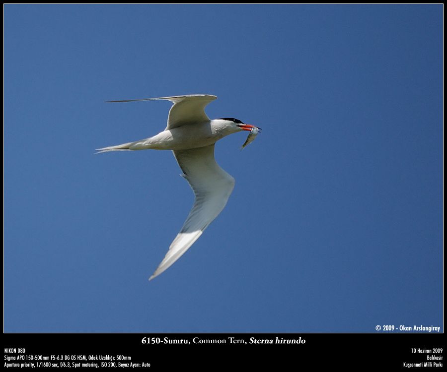 Common Tern