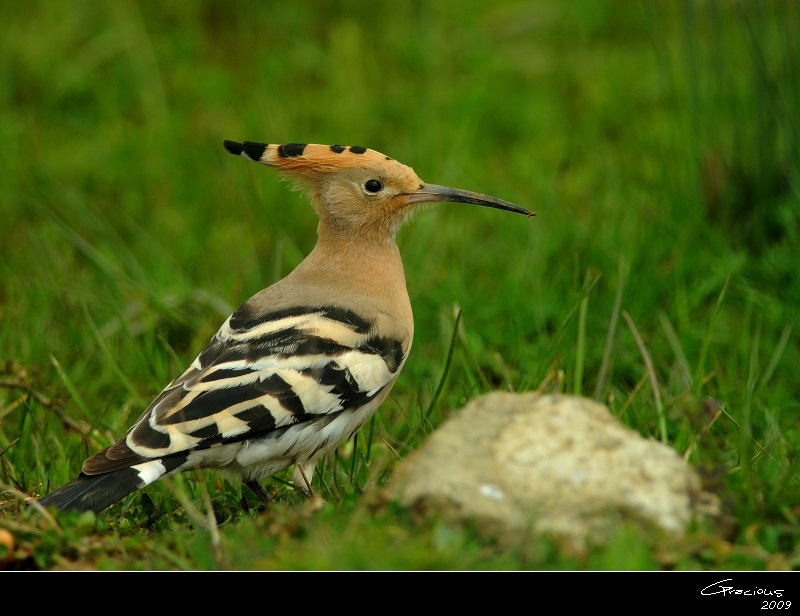 Common Hoopoe