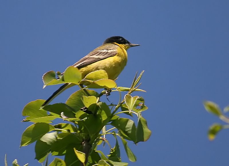 Western Yellow Wagtail