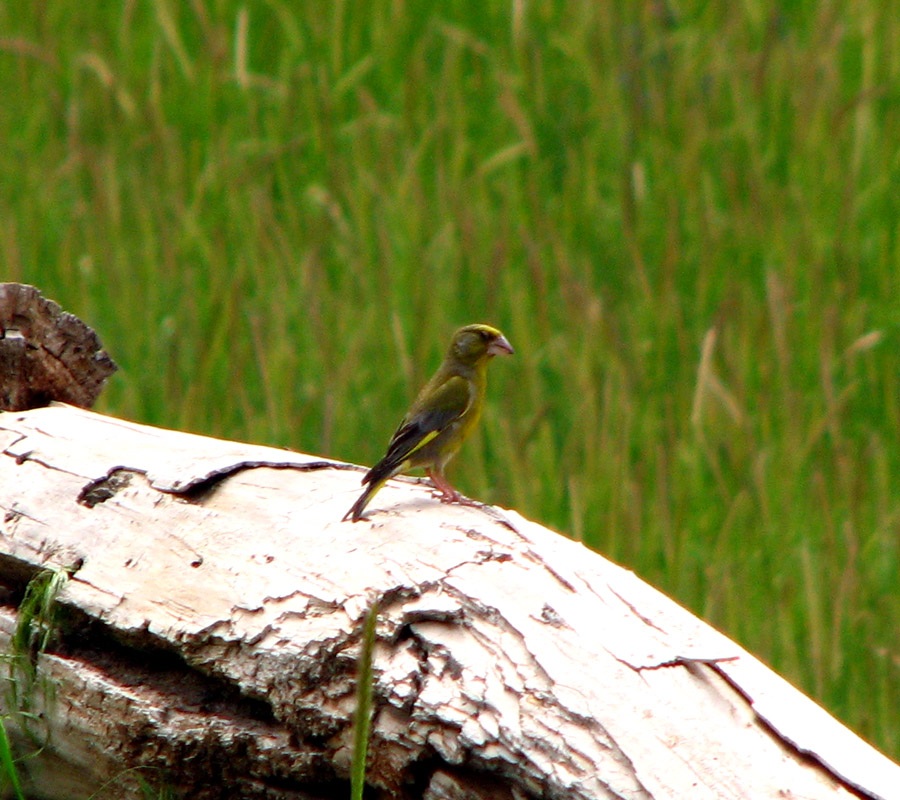 European Greenfinch