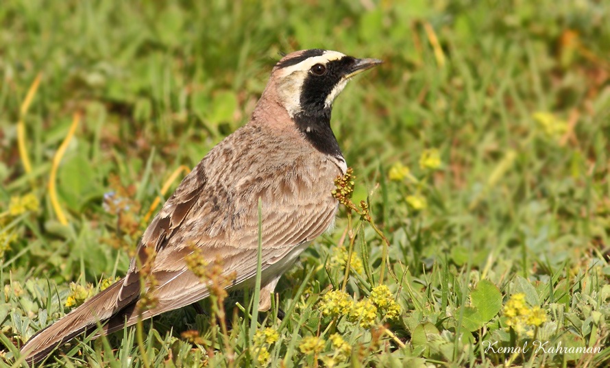 Horned Lark