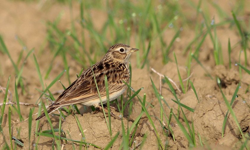 Eurasian Skylark