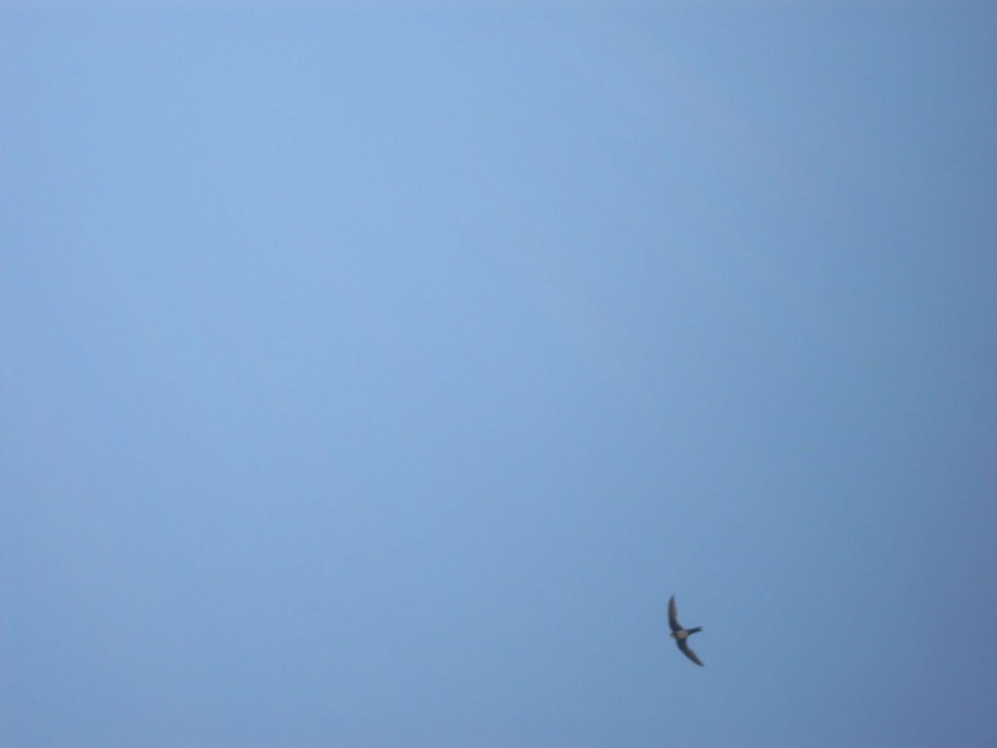 Alpine Swift