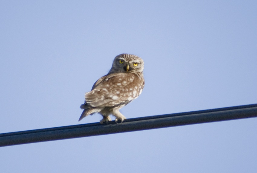 Little Owl