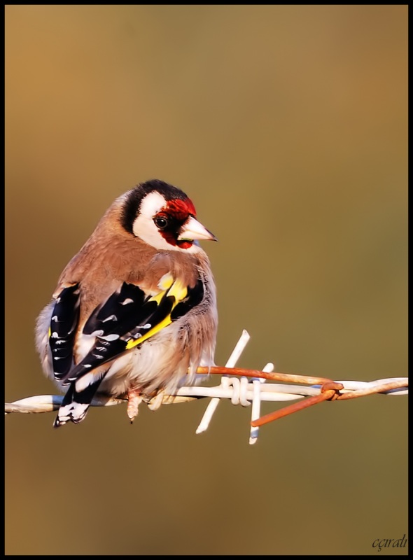 European Goldfinch