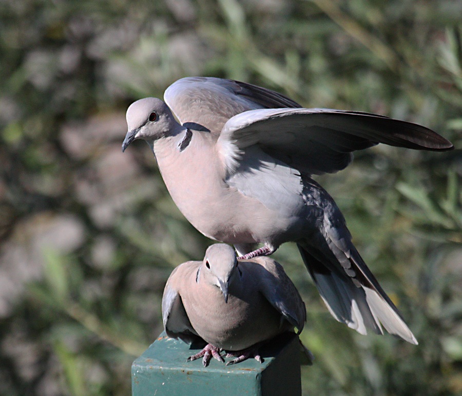 Eurasian Collared Dove
