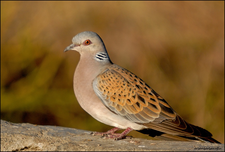 European Turtle Dove