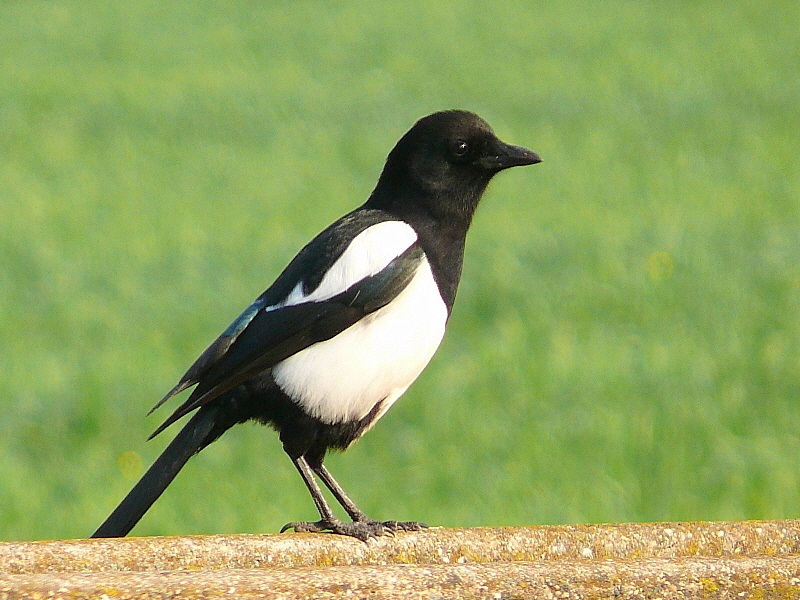 Eurasian Magpie