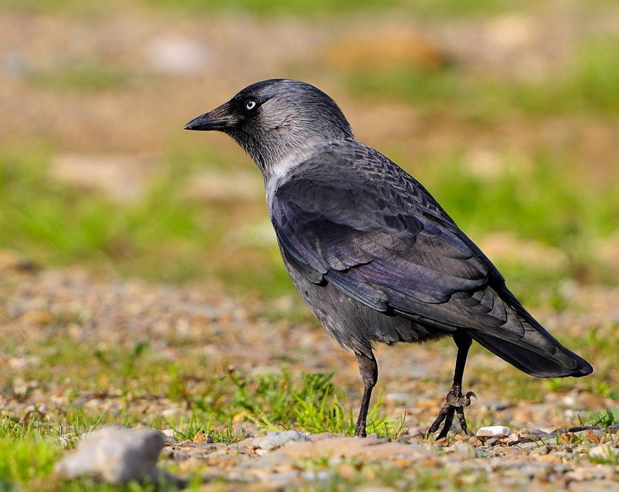 Western Jackdaw