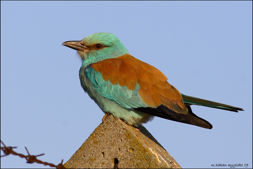 European Roller