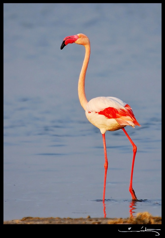 Greater Flamingo