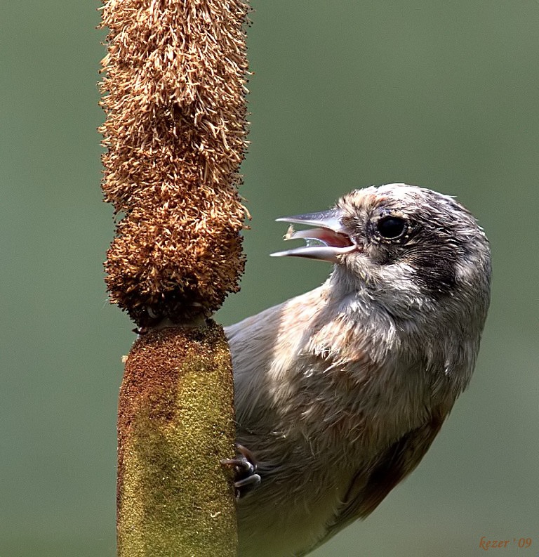 Eurasian Penduline Tit