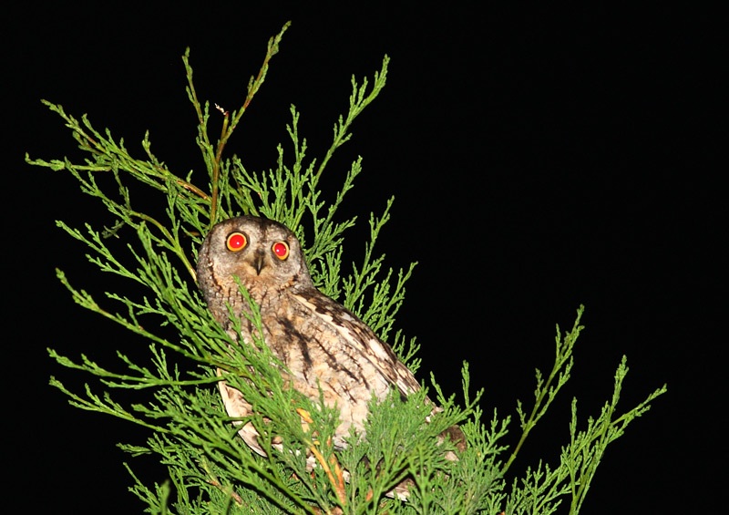 Eurasian Scops Owl