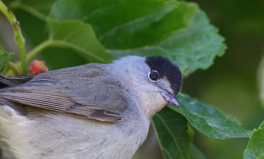 Eurasian Blackcap