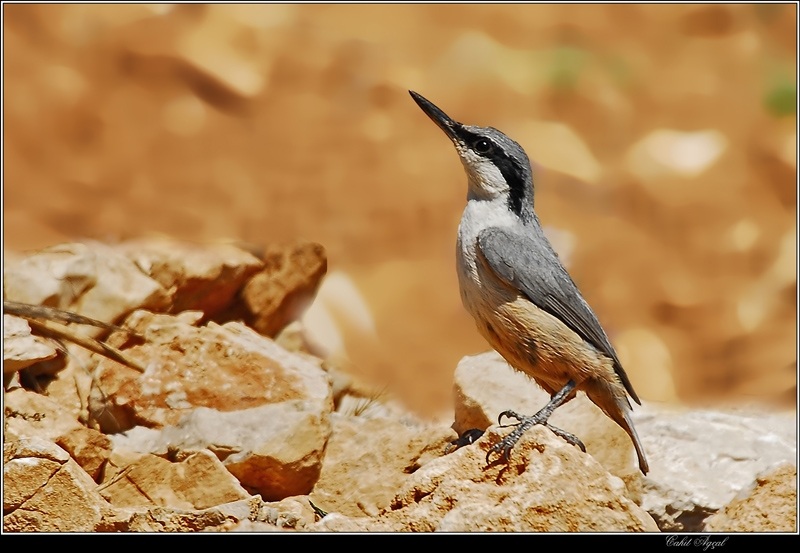 Western Rock Nuthatch