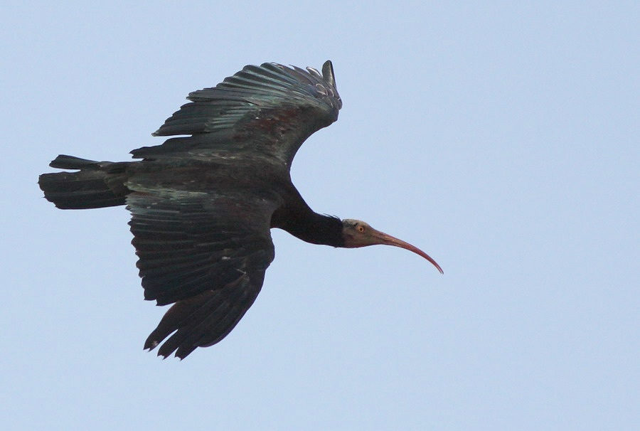 Northern Bald Ibis