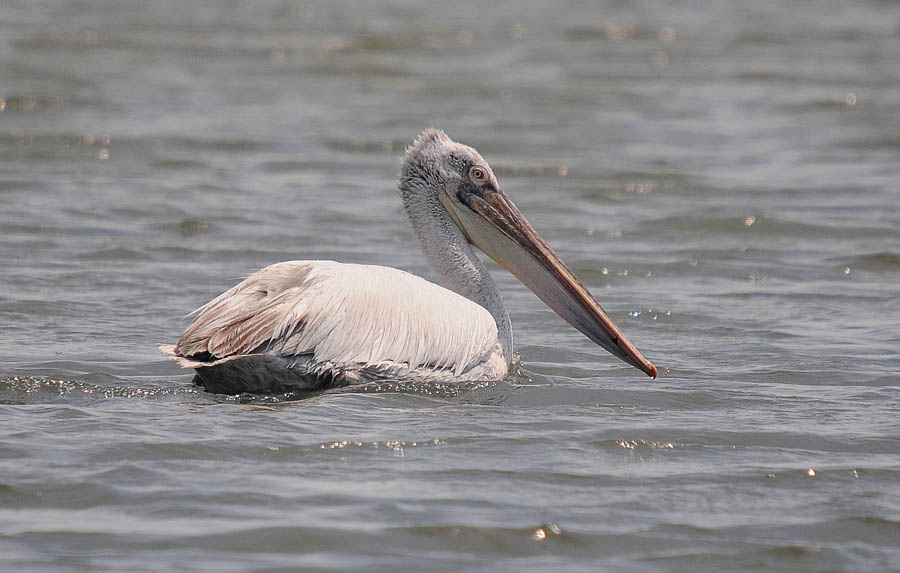 Dalmatian Pelican