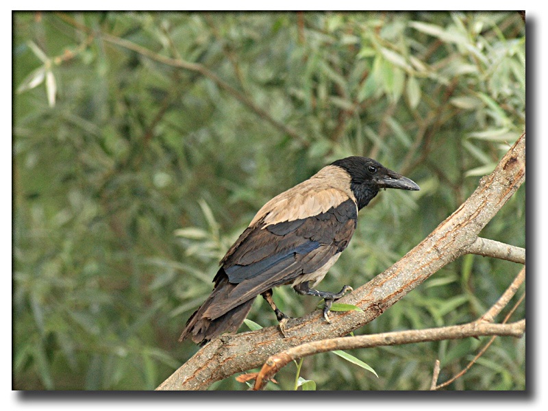 Hooded Crow