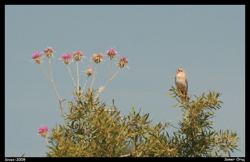 Pale Rockfinch