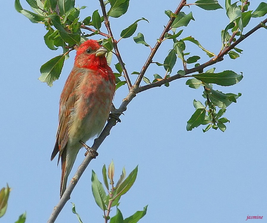 Common Rosefinch