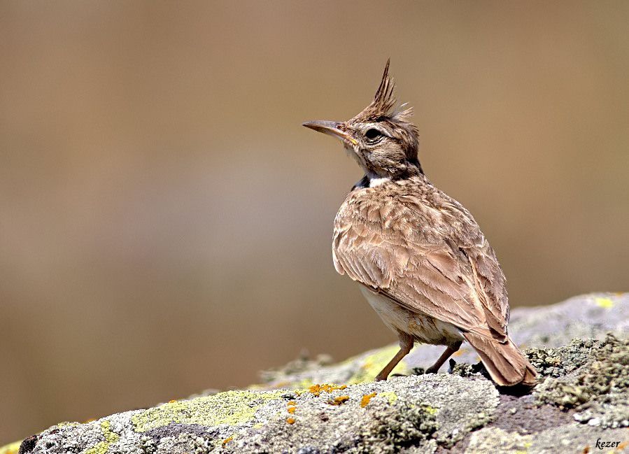 Crested Lark