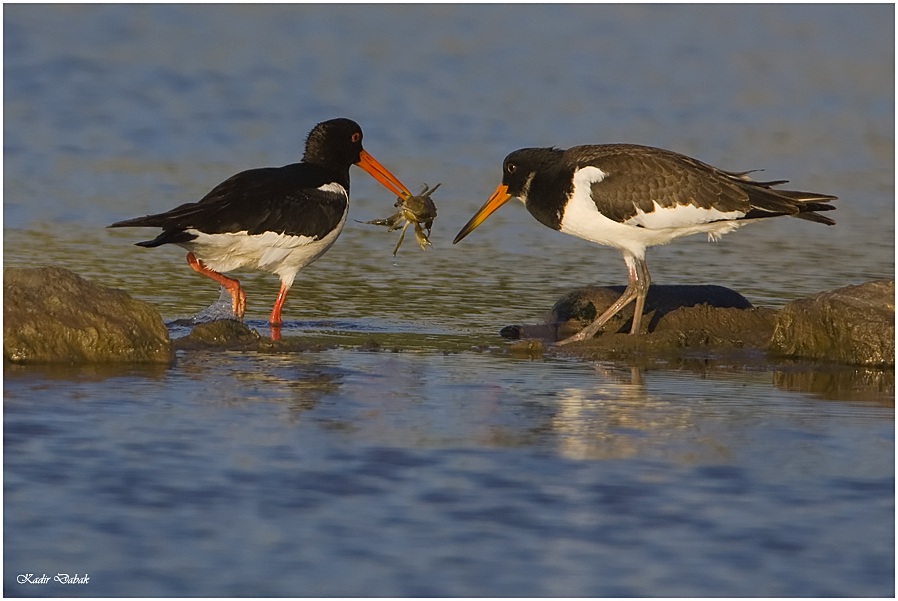 Eurasian Oystercatcher