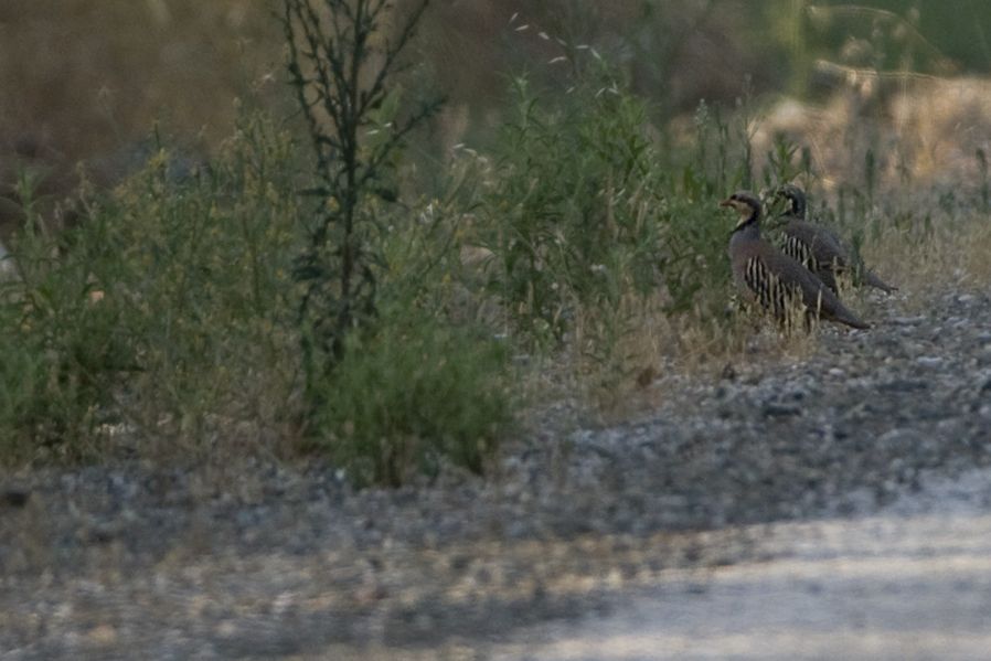 Chukar Partridge