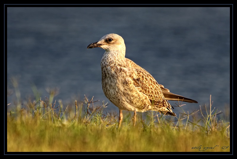 Yellow-legged Gull